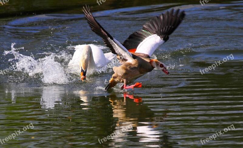 Swan Goose Hunting Kept Animals