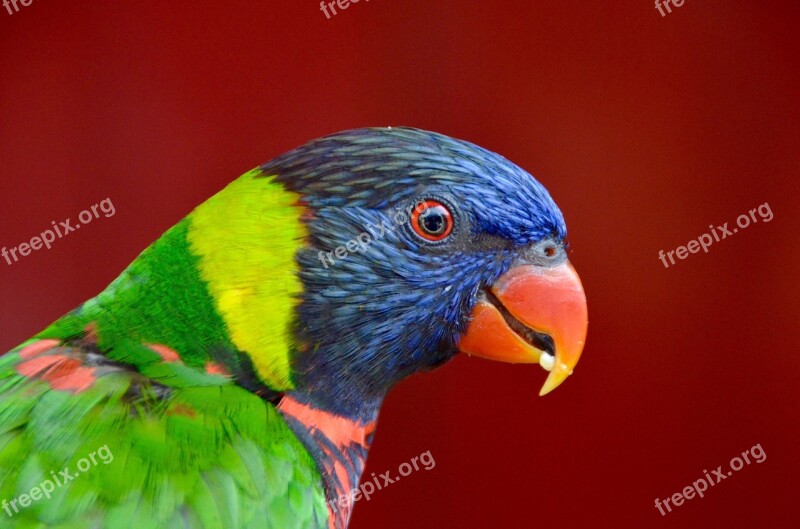 Parrot Exotic Bird Tropics Bird Plumage