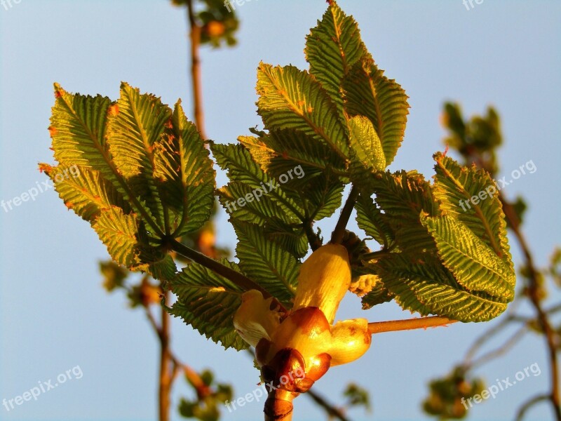 Chestnut Tree Aesthetic Bud Sky Blue