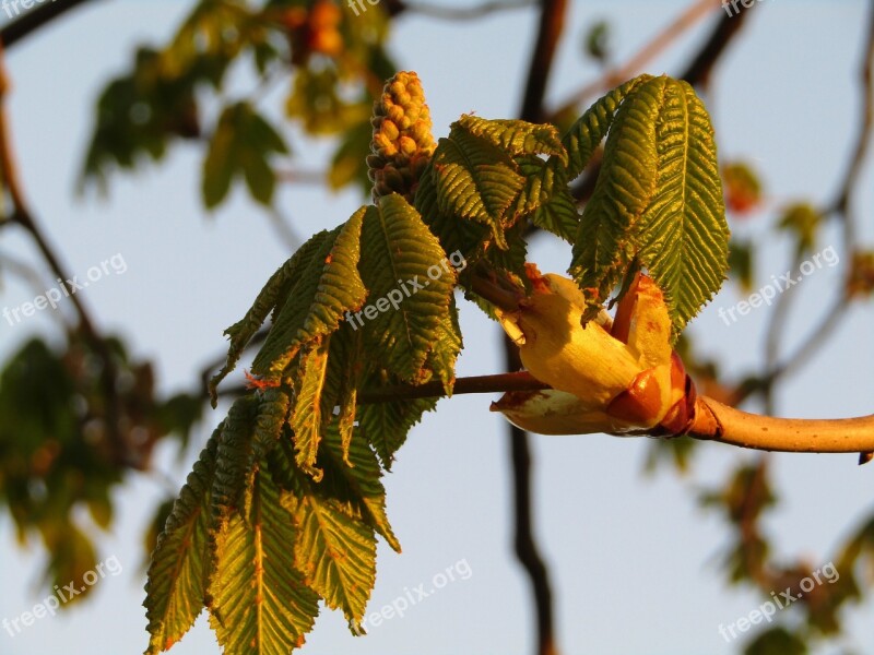 Chestnut Tree Aesthetic Bud Sky Blue