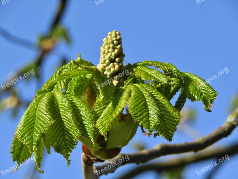 Chestnut Tree Aesthetic Bud Sky Blue