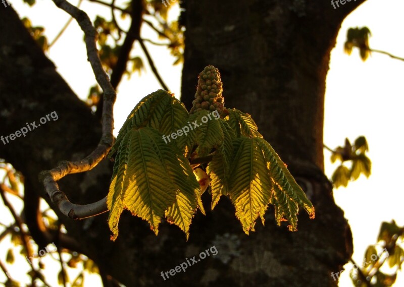 Chestnut Tree Aesthetic Bud Morning Sun Green Leaves