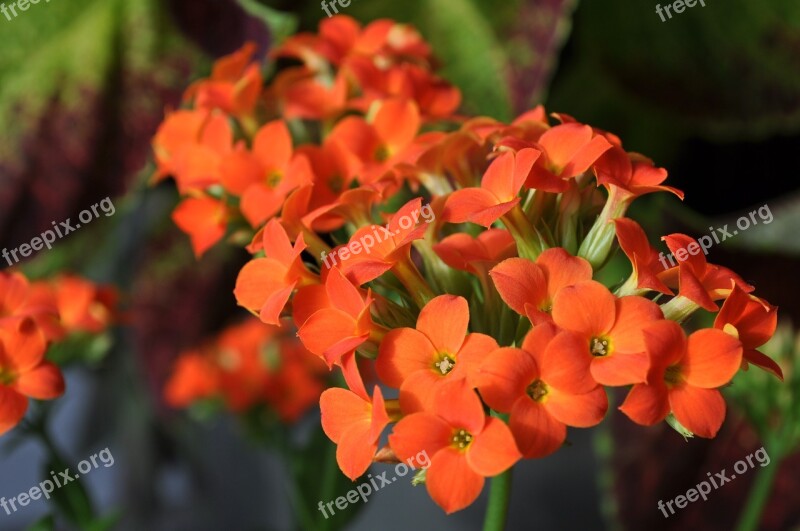 Kalanchoe Plants Flower Flowers Leaves