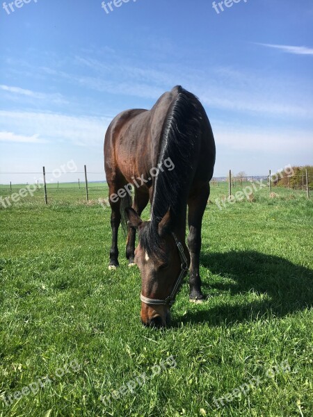 Pony Grass Pasture Nature Horse