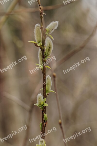 Pussy Willows Spring Branch Season Nature