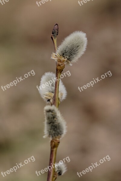 Pussy Willows Spring Branch Season Nature