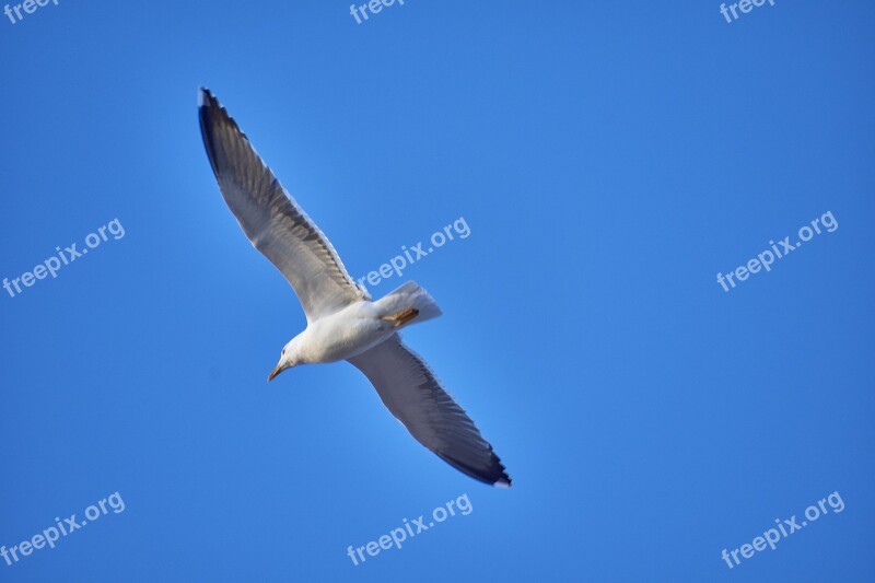 Seagull Feathers Pen Birds Freedom