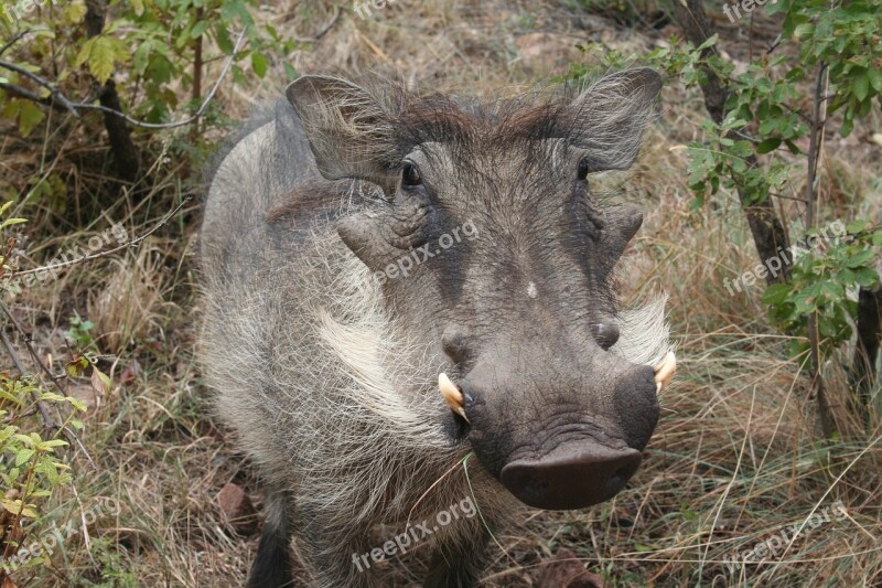 Warthog Animal Africa Wildlife Free Photos