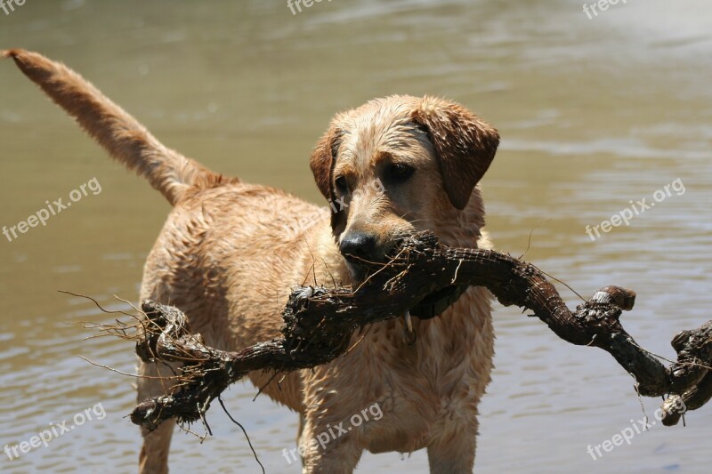 Labrador Dog Animal Beach Stick