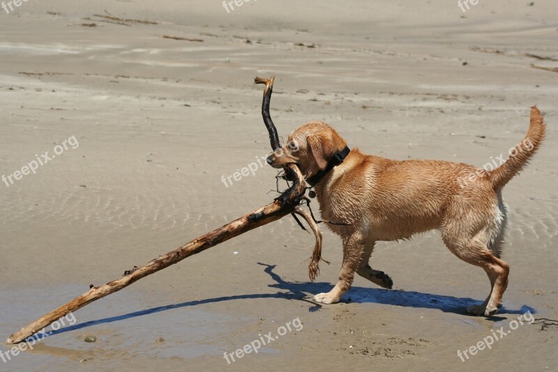 Labrador Animal Dog Retriever Beach