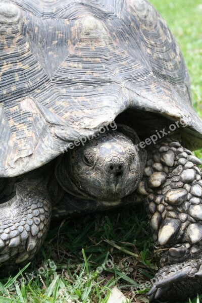 Tortoise Shell Wildlife Animals Slowly