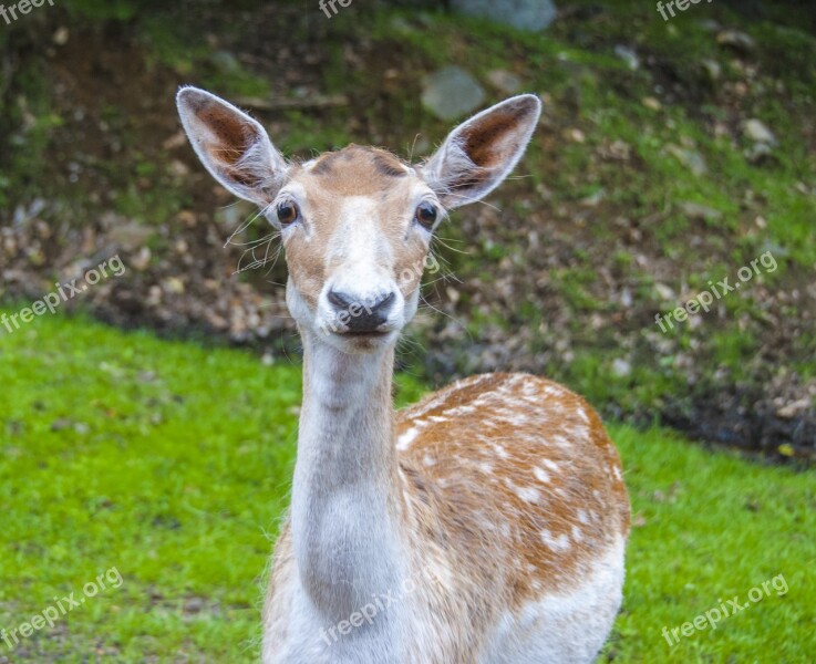 Canada Omega Park Fauna Fawn Travel