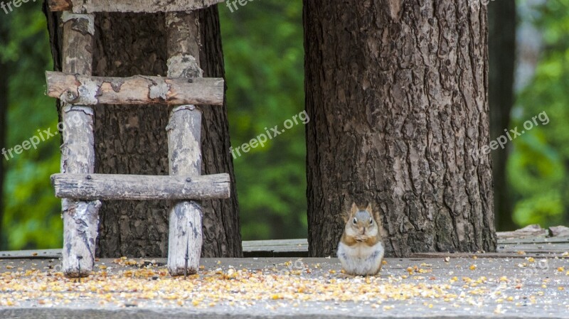 Canada Omega Park Fauna Squirrel Travel