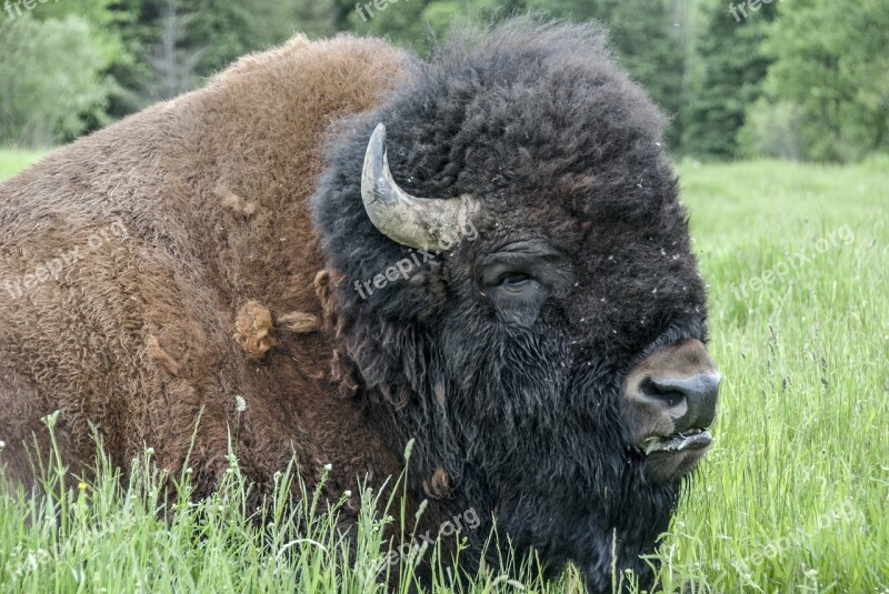 America Canada Bison Omega Park Free Photos