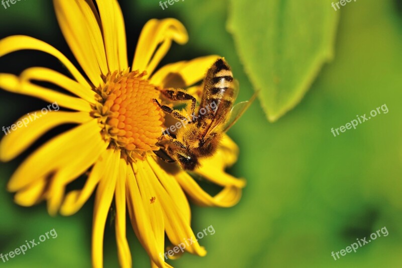 Bee Honey Bee Insect Flower Balkan-gemswurz