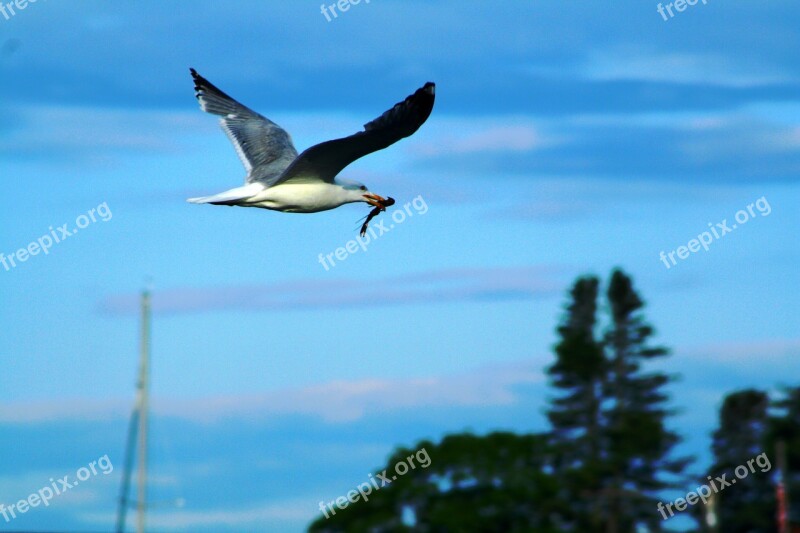 Seagull Shrimp Sea Ocean Bird