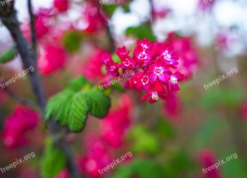 Flowering Twig Branch Flowers Pink White