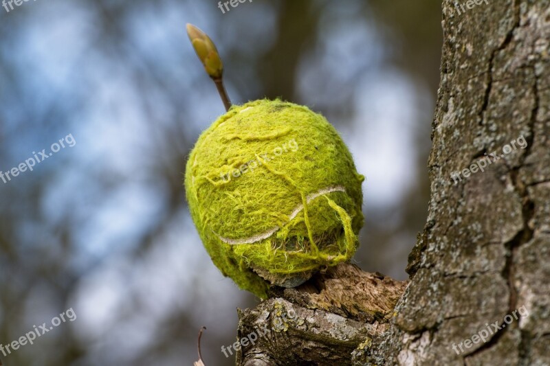 Tennis-ball Branch Tennis Ball Play