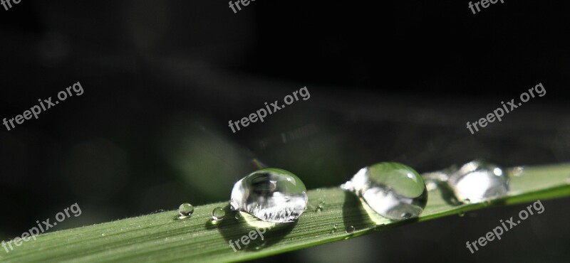 Drip Rain Water Wet Drop Of Water