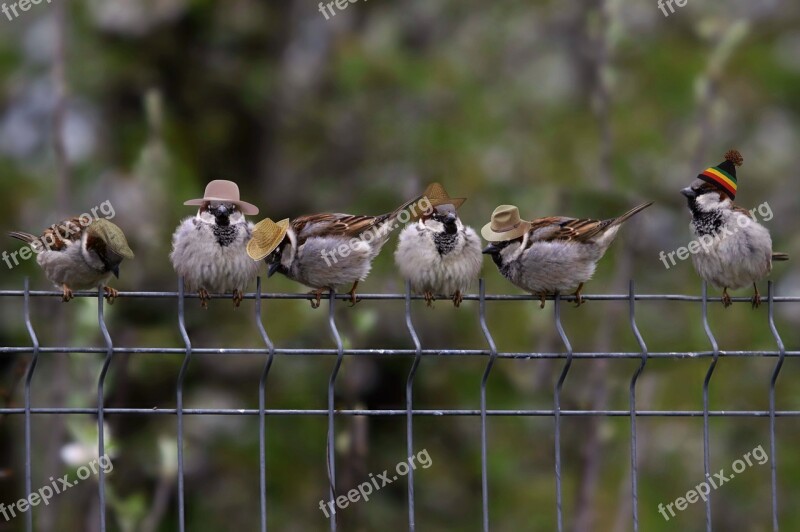 Sparrows Hats Funny Birds Fence