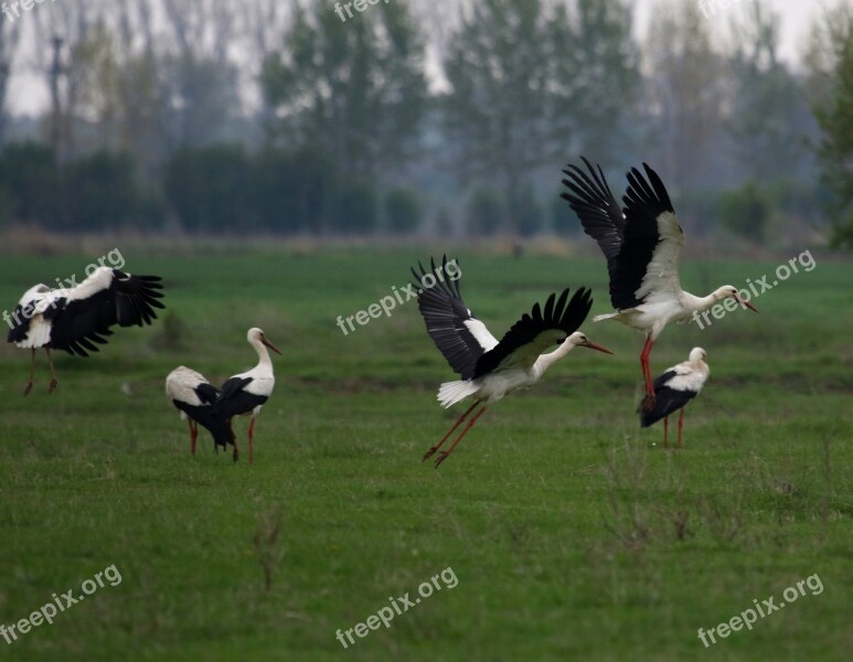 Stork Stol Birds Plain Spring