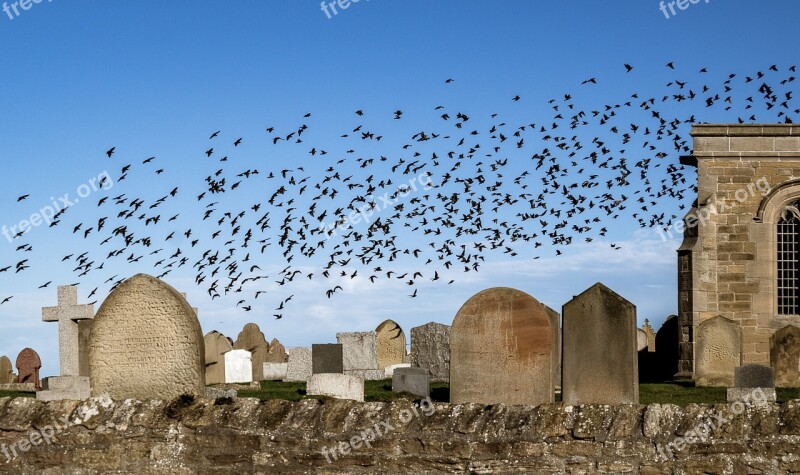 Flock Of Birds Stare Star Swarm Natural Spectacle Bird Migration