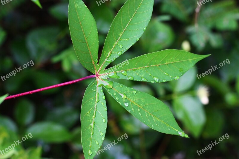 Leaf Leaf Tapioca Tapioca Green Free Photos