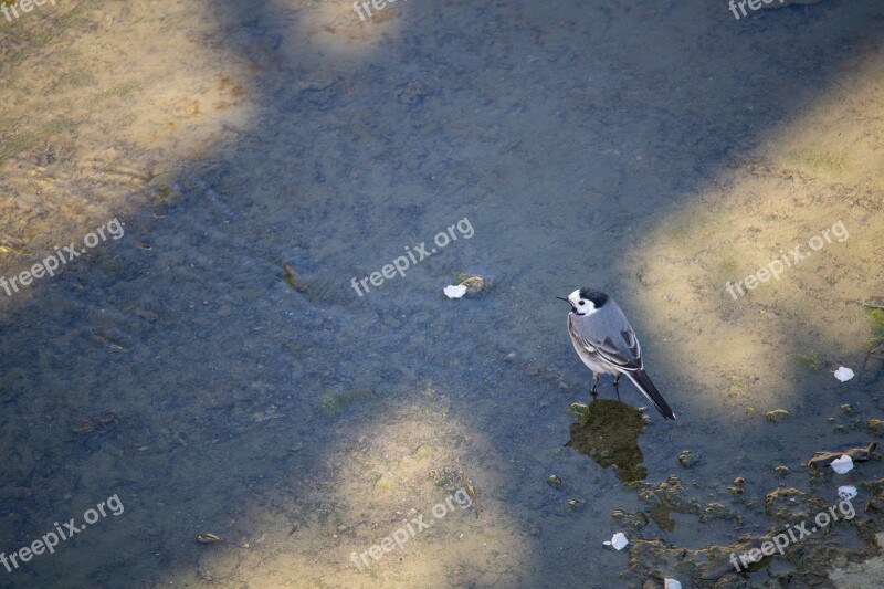 White Wagtail Bird Songbird Nature Animal