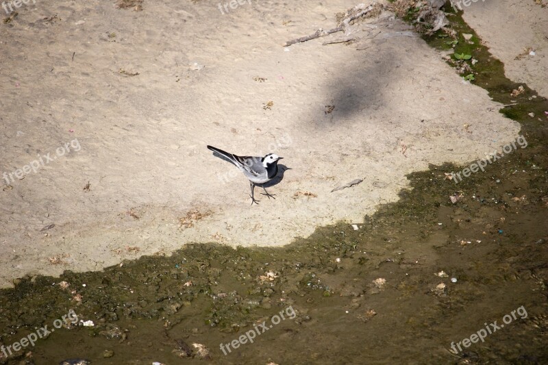 White Wagtail Bird Songbird Nature Animal