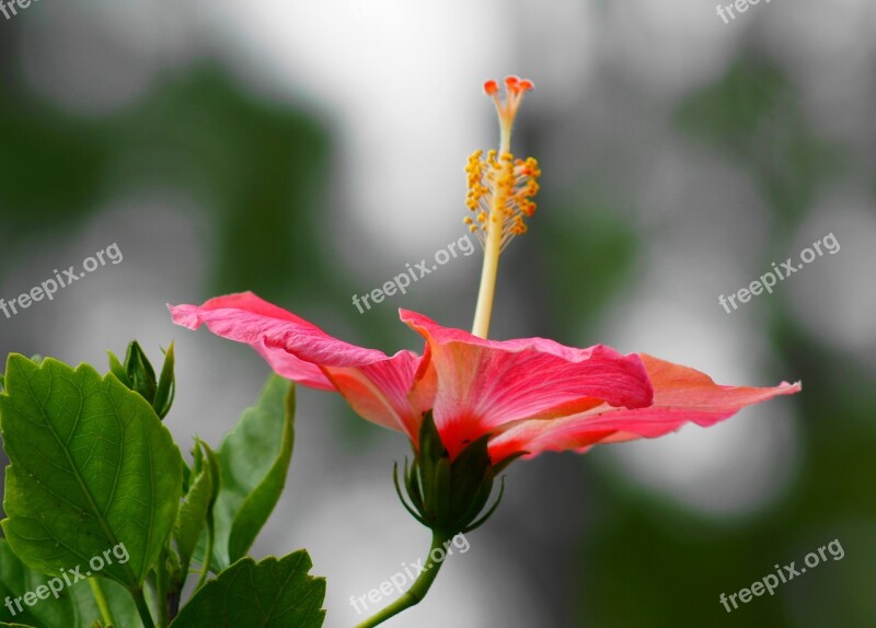 Hibiscus Evening Shadows Bloom Sky