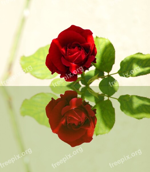 Red Rose Mirror Reflections Mood Romantic