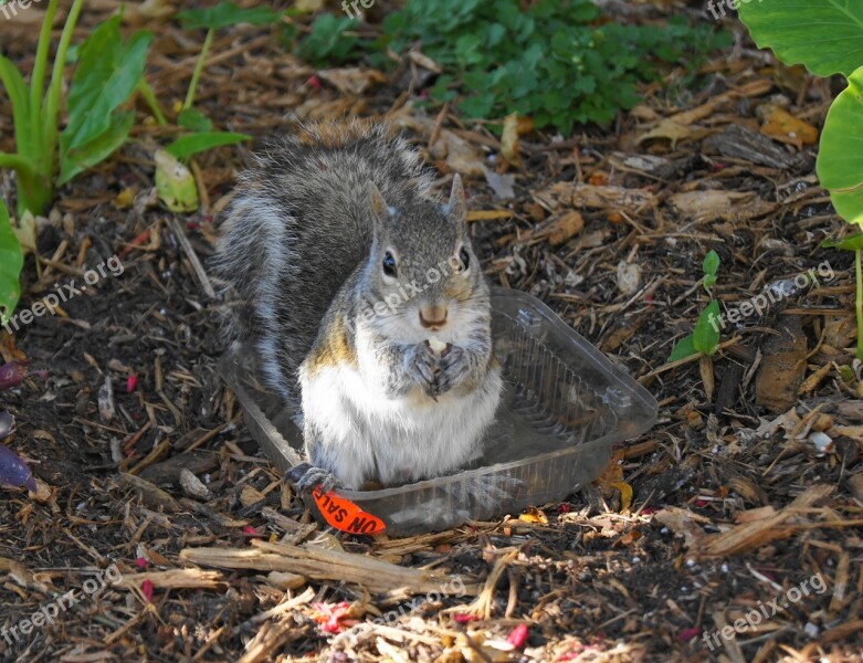 Squirrel Garden Cute Eating Summer