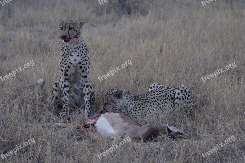 Cheetah Kill Brothers Predator Africa