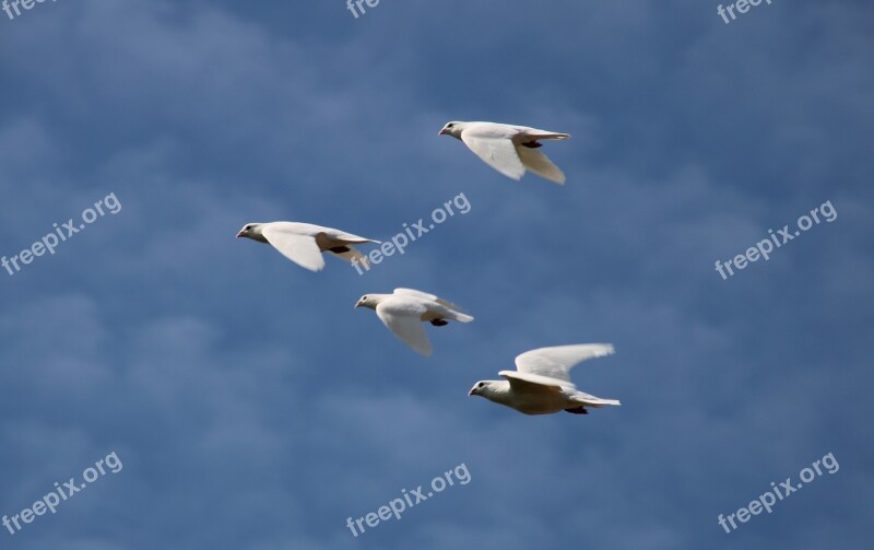 White Doves Flying Wedding Sky Blue