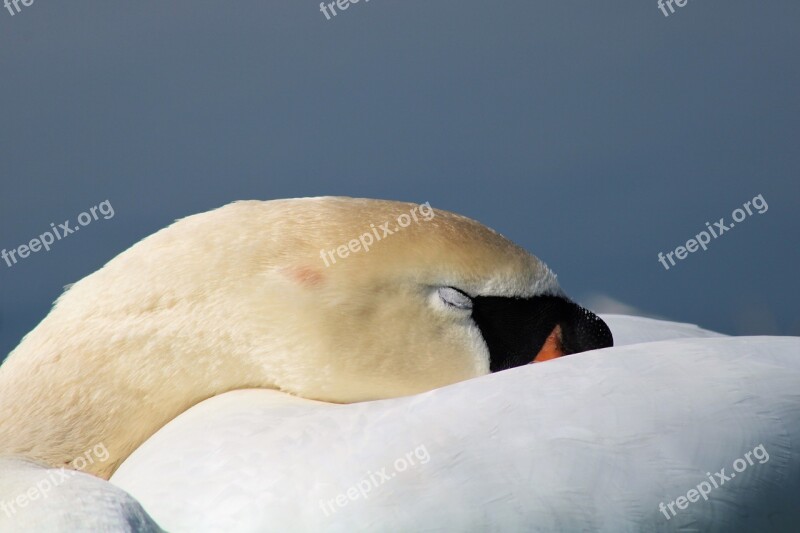 Swan Mute Swan Tired Sleep Feather