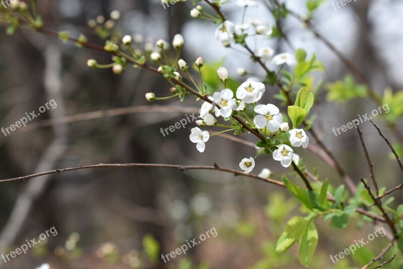 Flowers Meadowsweet Trees Meadowsweet Flower Meadowsweet Flowers Free Photos