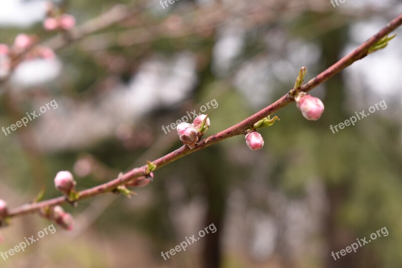 Peach Flowers Wood Buds Peach Blossom