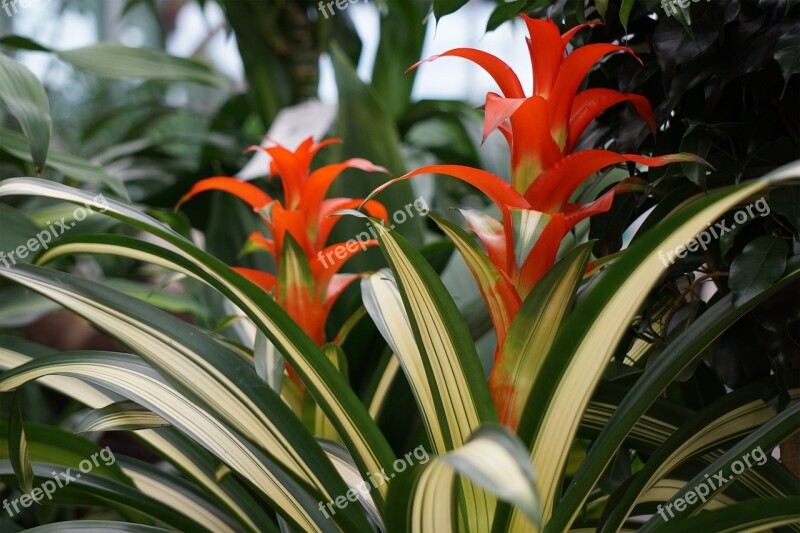 Garden Red Nature Flower Free Photos