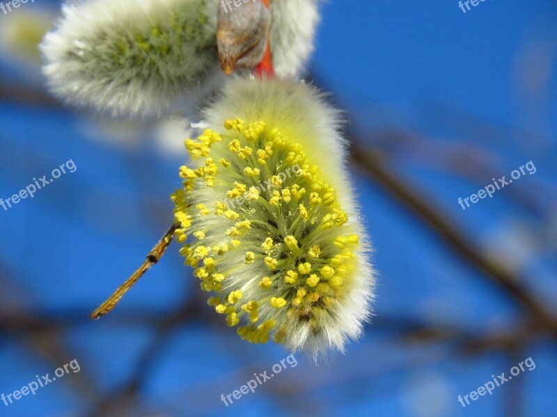 Verba Macro Inflorescence Nature Flora