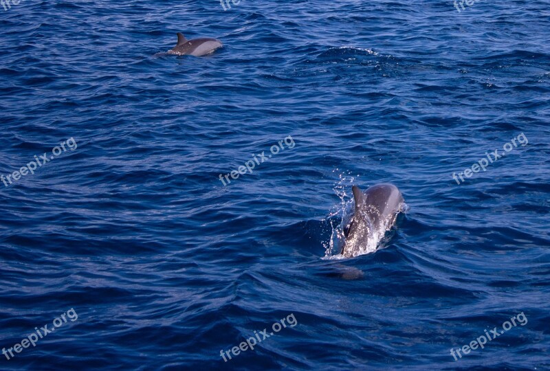 Dolphin Sea Water Ocean Dolphins