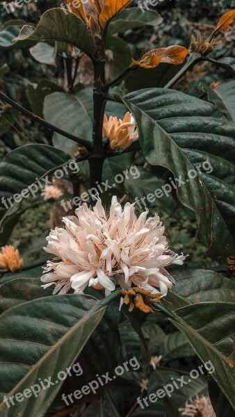 Coffee Leaf Flowers Green Filter