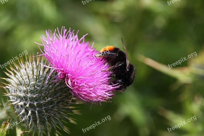 Thistle Flower Plant Nature Flora