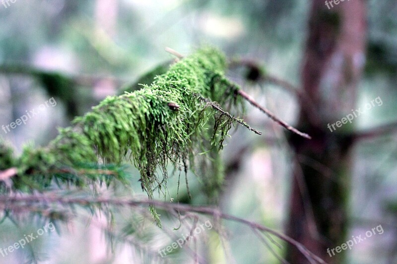 Branch Moss Nature Forest Tree