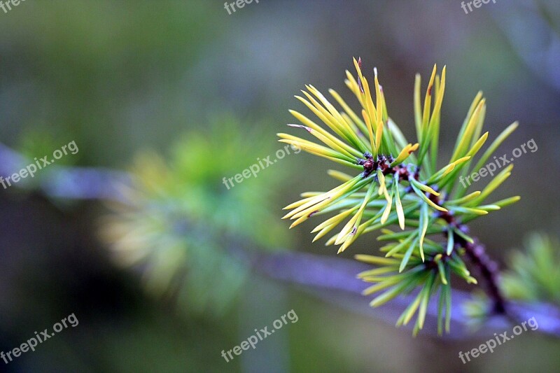 Branch Spruce Fir Tree Nature Tree