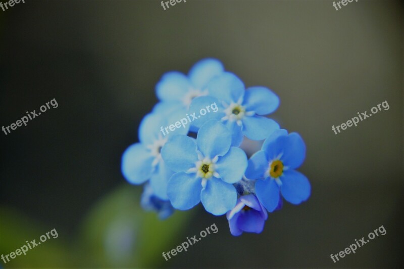 Myosotis Blue Flower Spring Flowering