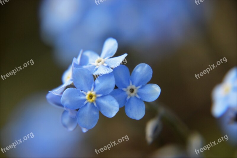 Myosotis Blue Flower Spring Flowering