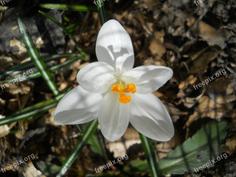 Crocus White Spring Bloom Flora