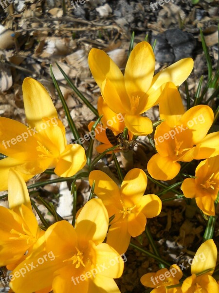 Crocus Spring Yellow Bloom Petals