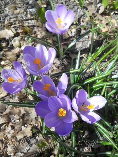 Crocus Spring Flower Nature Purple