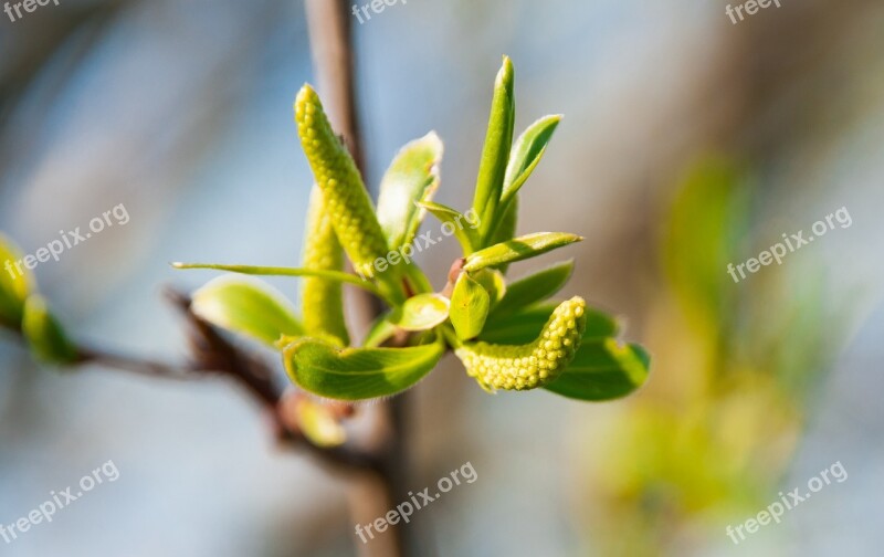 Nature Spring Bud Blossom Bloom